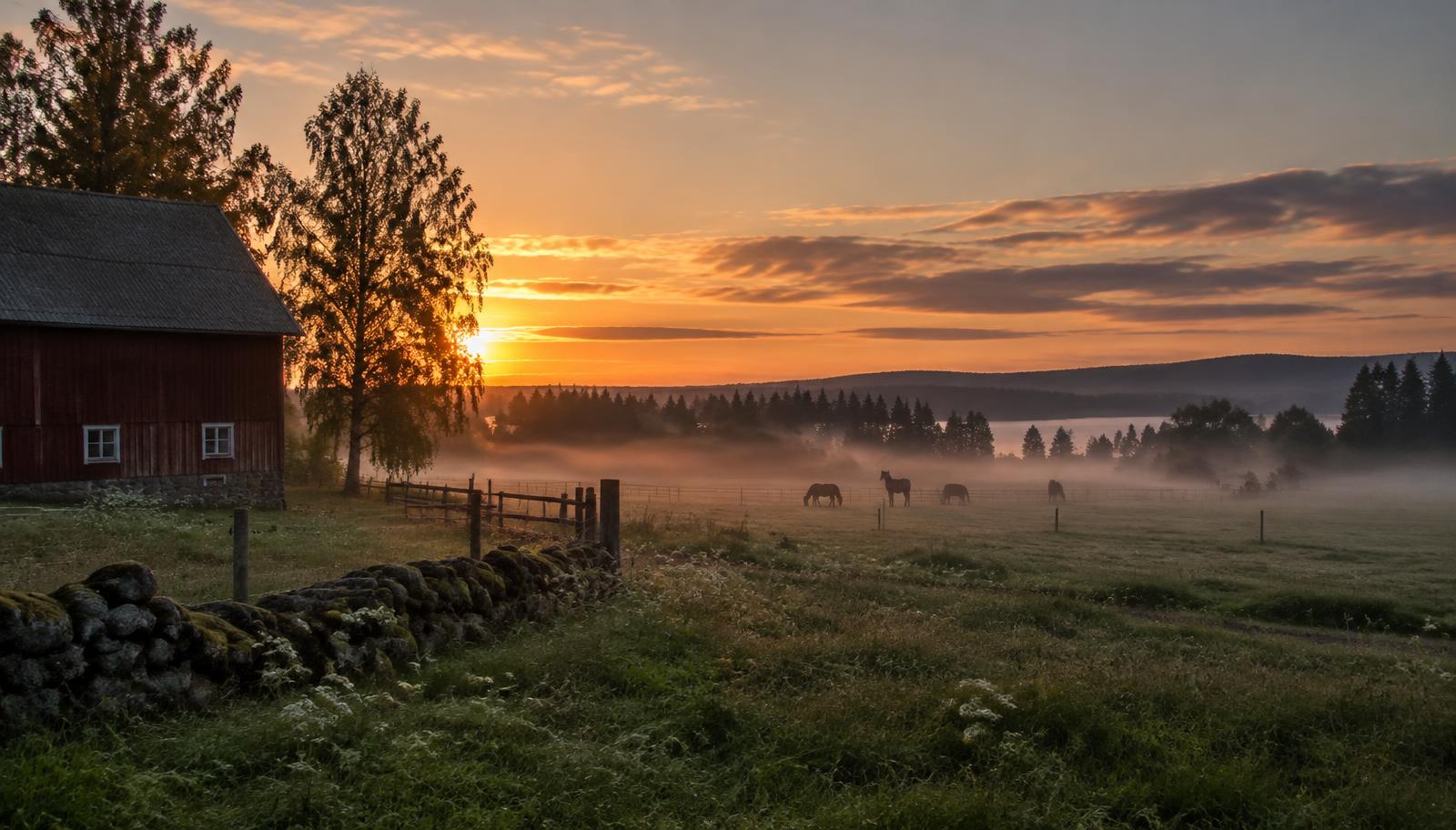 Misty fields and grazing horses at Stora Hasta at dusk